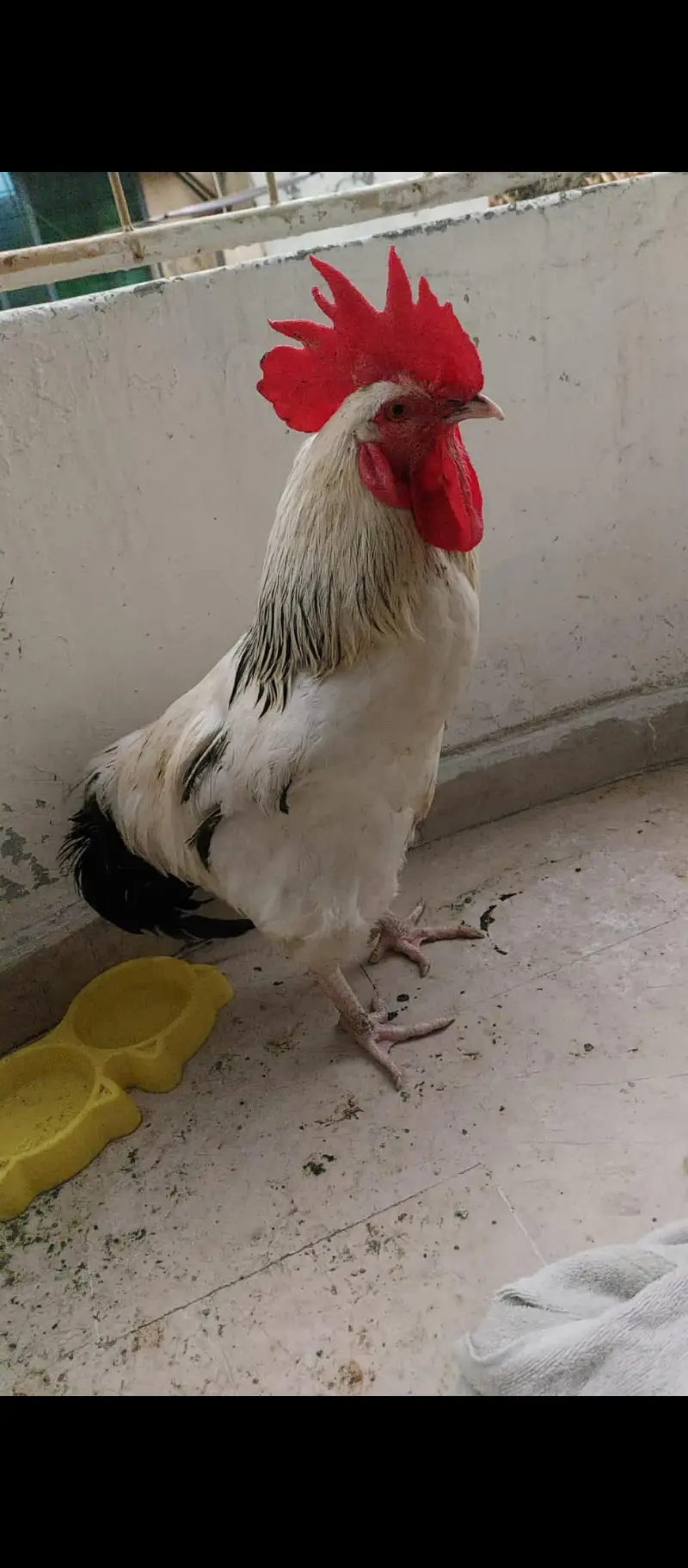 Light Sussex pure bred male for sale — photo 2