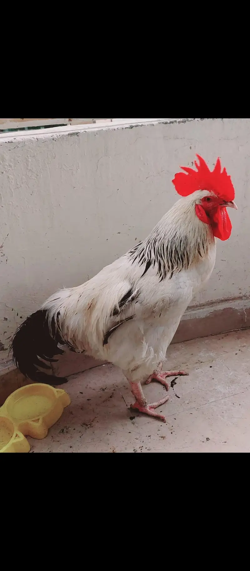 Light Sussex pure bred male for sale — photo 3