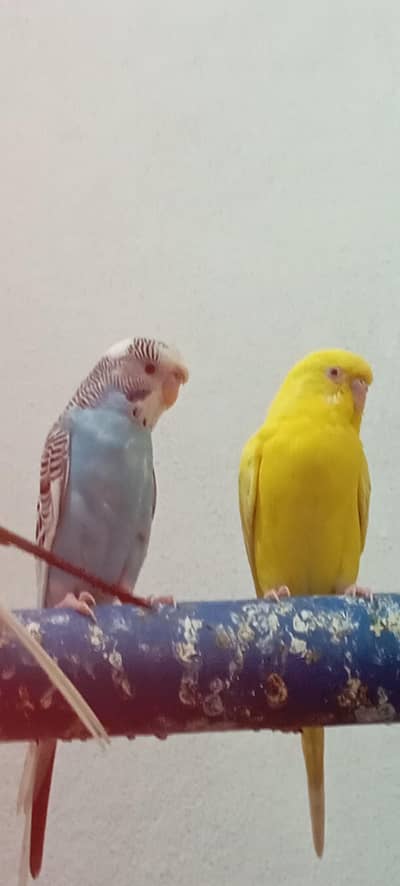 Buddgies parrot red eyes , ring head and fellow red eyes female.