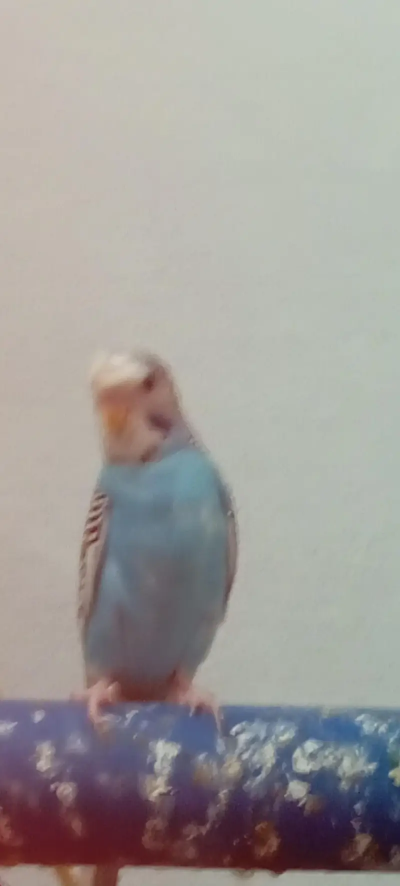 Buddgies parrot red eyes , ring head and fellow red eyes female. — photo 2