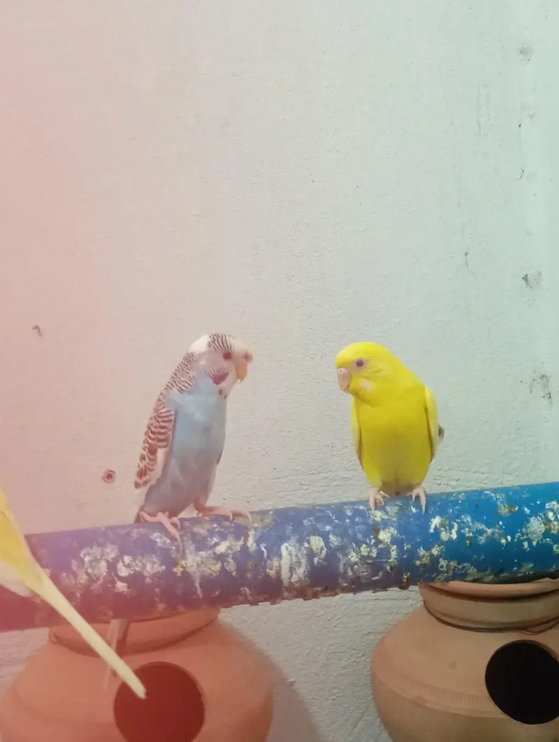 Buddgies parrot red eyes , ring head and fellow red eyes female. — photo 3