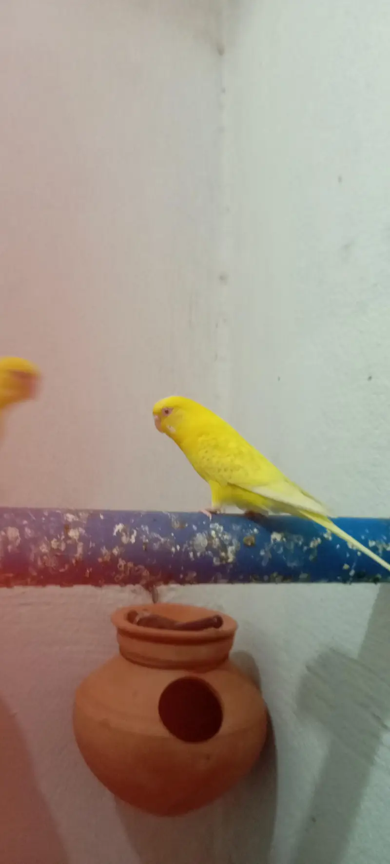 Buddgies parrot red eyes , ring head and fellow red eyes female. — photo 4