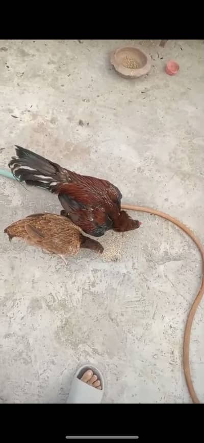 Aseel pair egg laying top quality