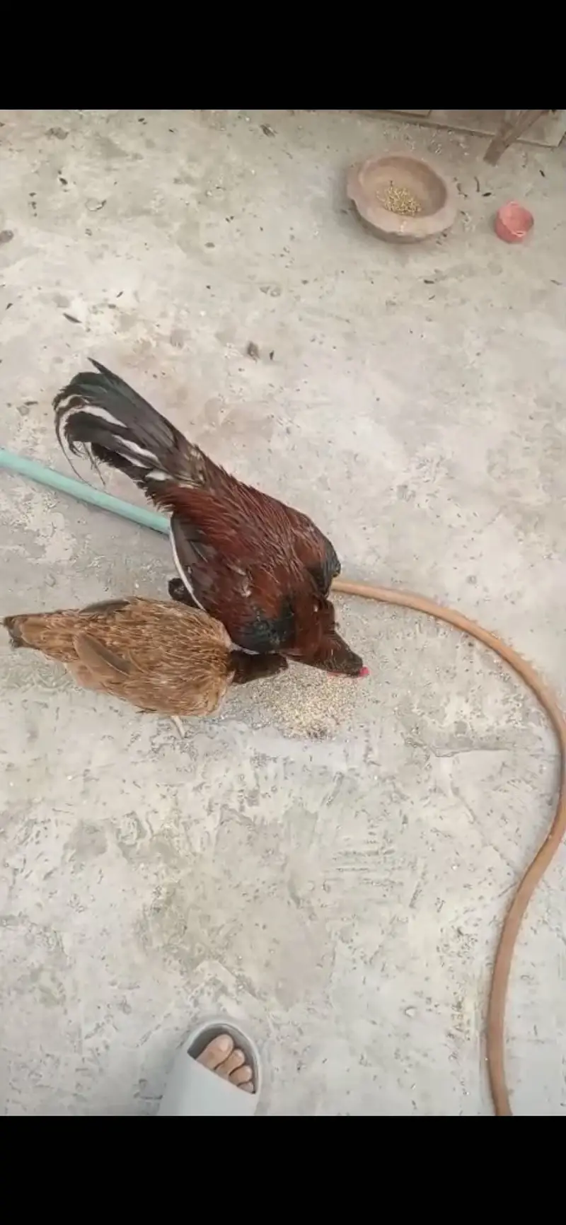 Aseel pair egg laying top quality — photo 2
