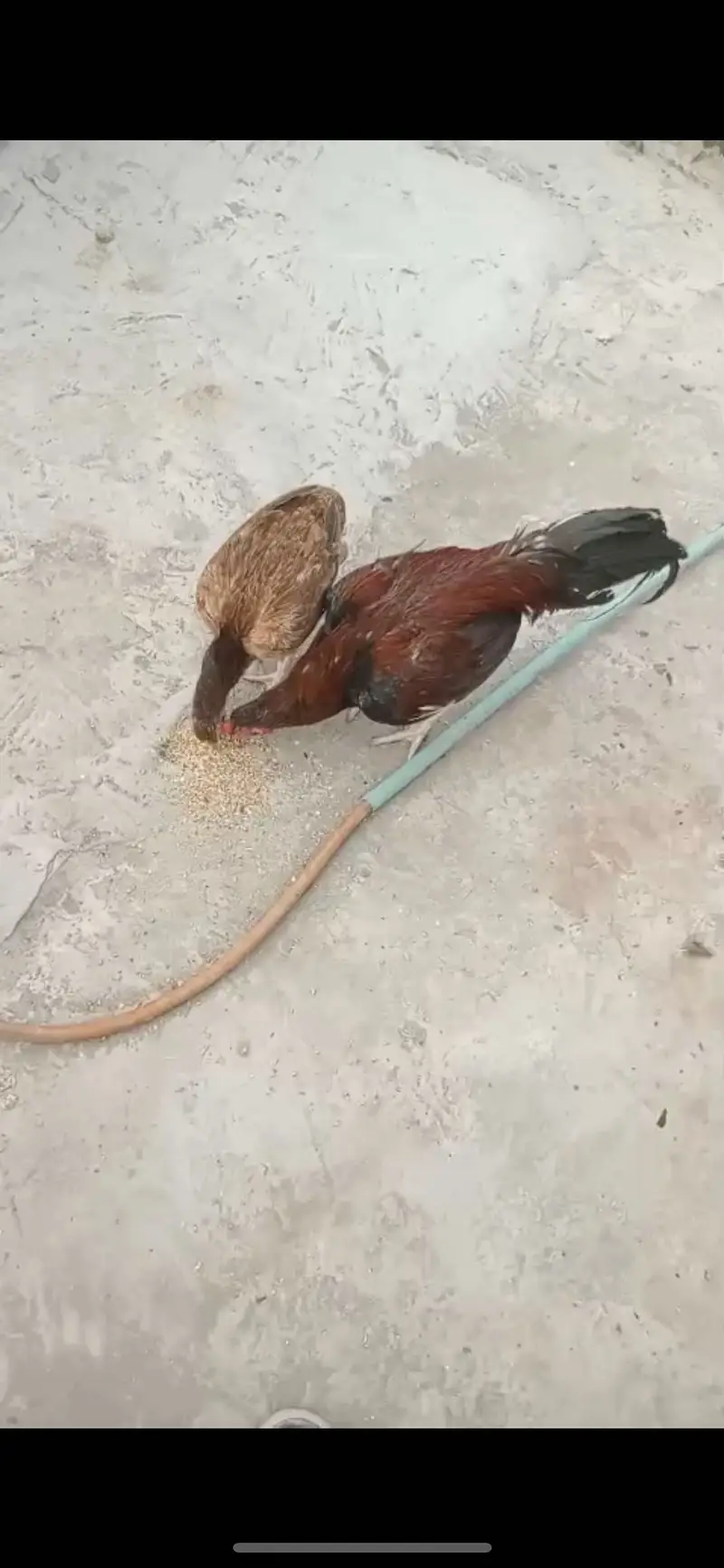 Aseel pair egg laying top quality — photo 3