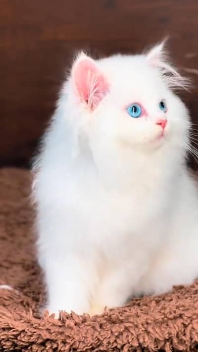 beautiful Persian female for sale