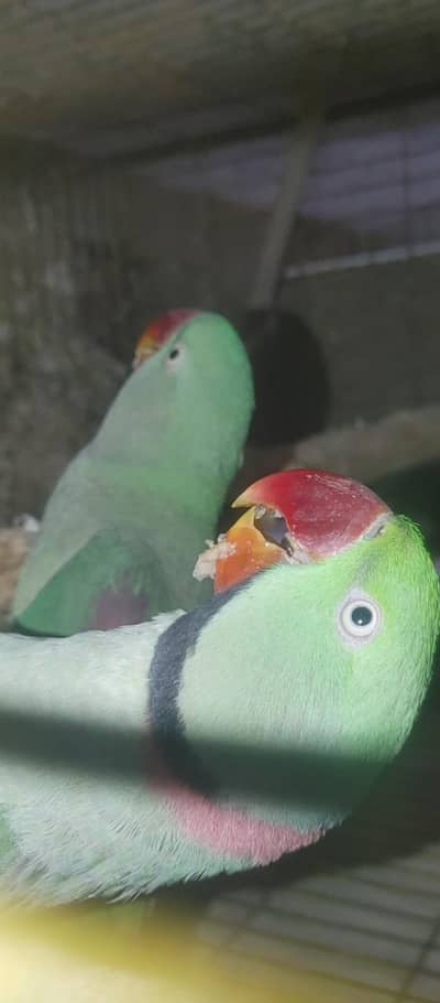 pahari ttote ka pair hai bridar