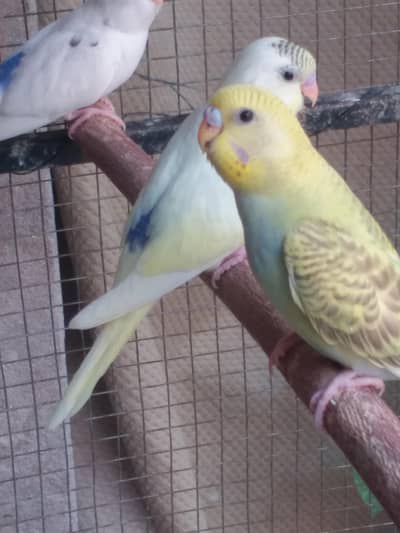Budgies