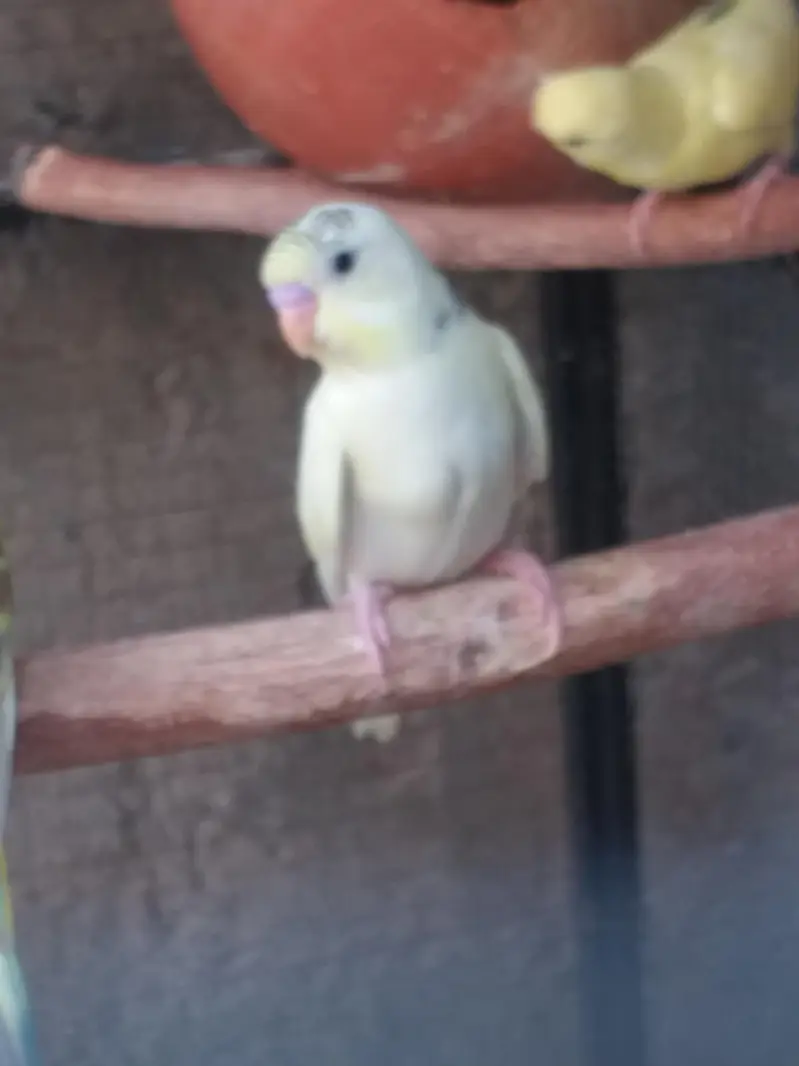 Budgies — photo 2