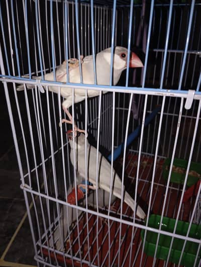silver java pair very healthy and active ready to bread