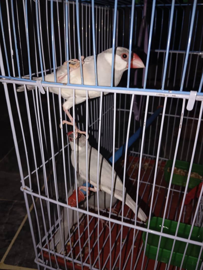 silver java pair very healthy and active ready to bread 0