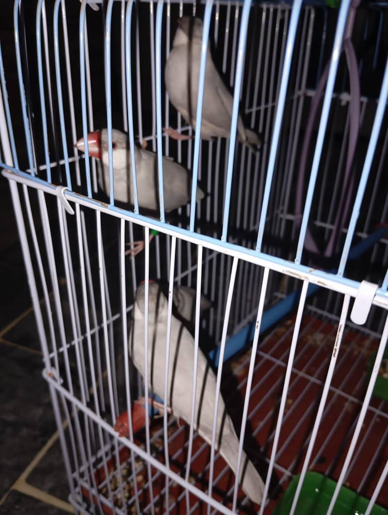 silver java pair very healthy and active ready to bread 1