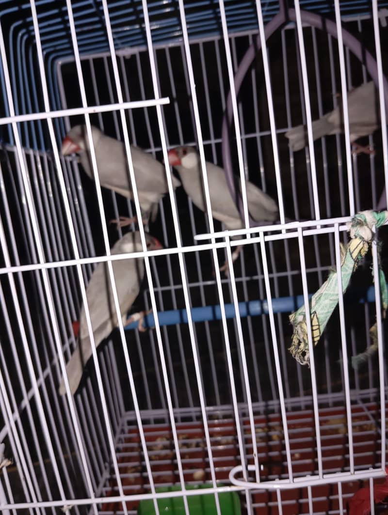 silver java pair very healthy and active ready to bread 2