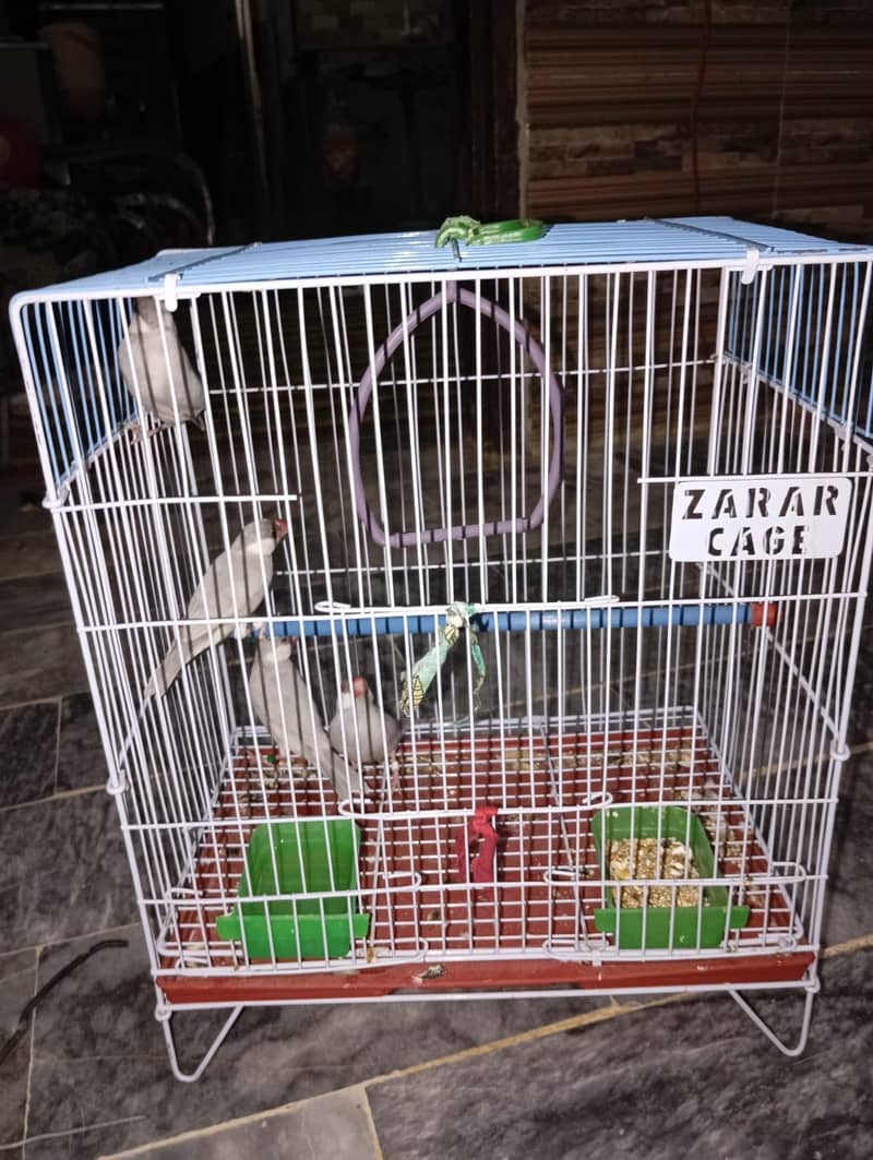 silver java pair very healthy and active ready to bread 3