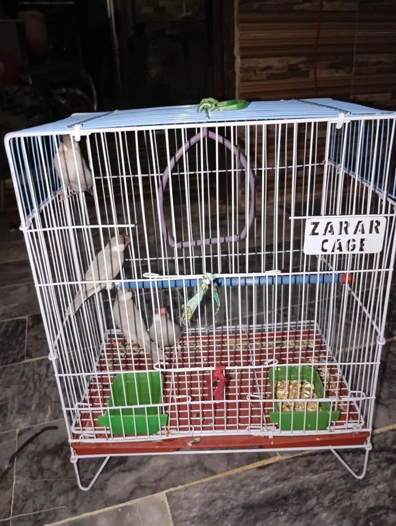 silver java pair very healthy and active ready to bread — photo 4