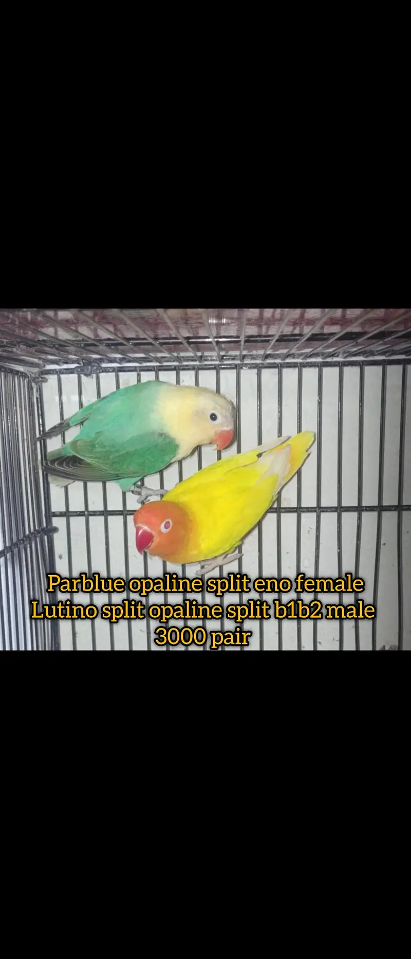 lovebirds top quality — photo 2