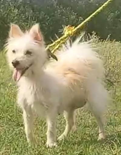 poodle female age 12 month full  full security guard for sale