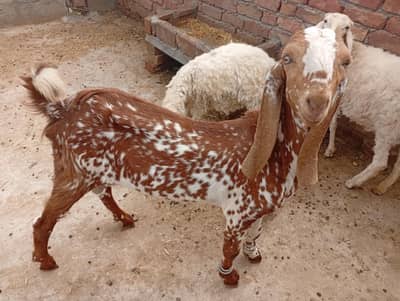 goat and dumbi