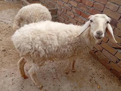 goat and dumbi