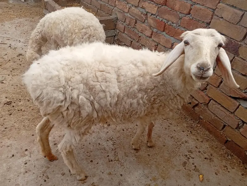 goat and dumbi — photo 2
