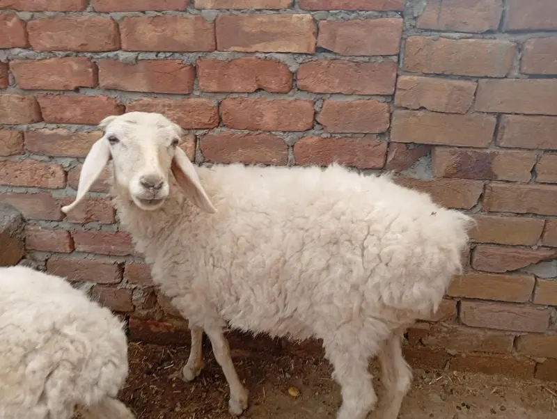 goat and dumbi — photo 3