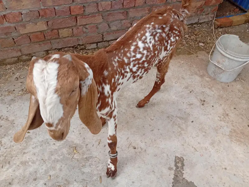 goat and dumbi — photo 4