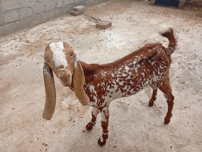 goat and dumbi — photo 5