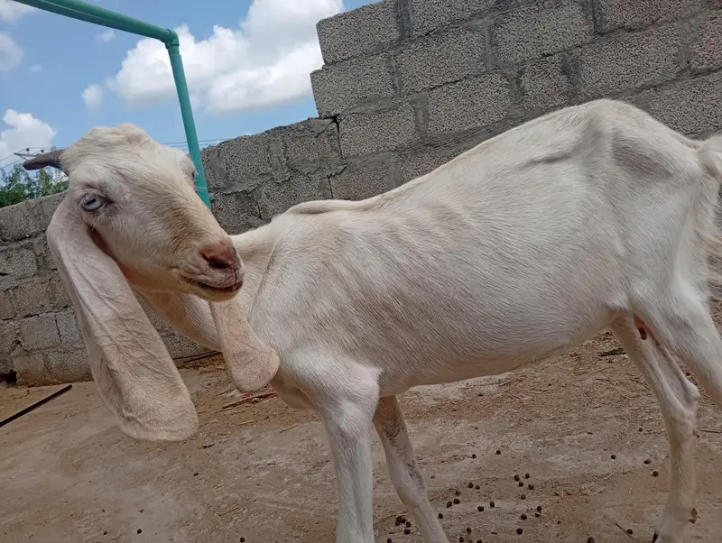 goat and dumbi — photo 6
