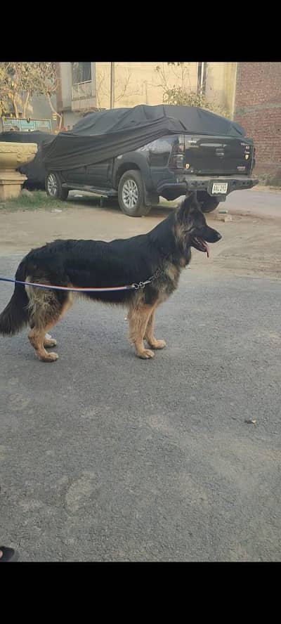 Belgian Shepherd | Triple coat | Non-Pedigree | Ready for breed |