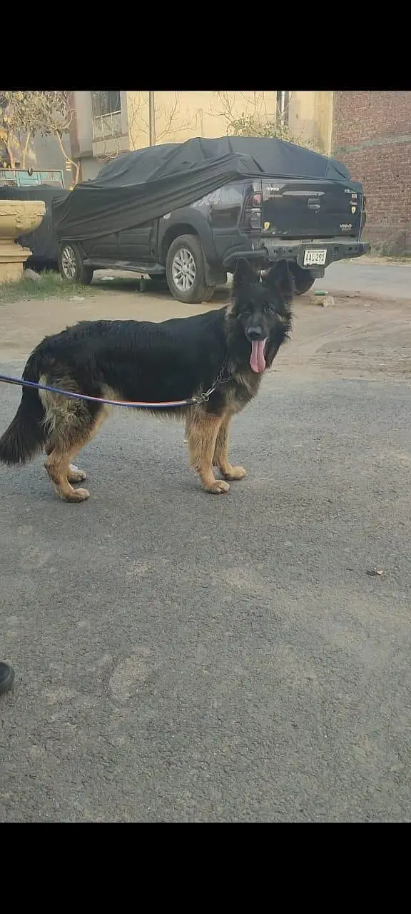 Belgian Shepherd | Triple coat | Non-Pedigree | Ready for breed | — photo 2