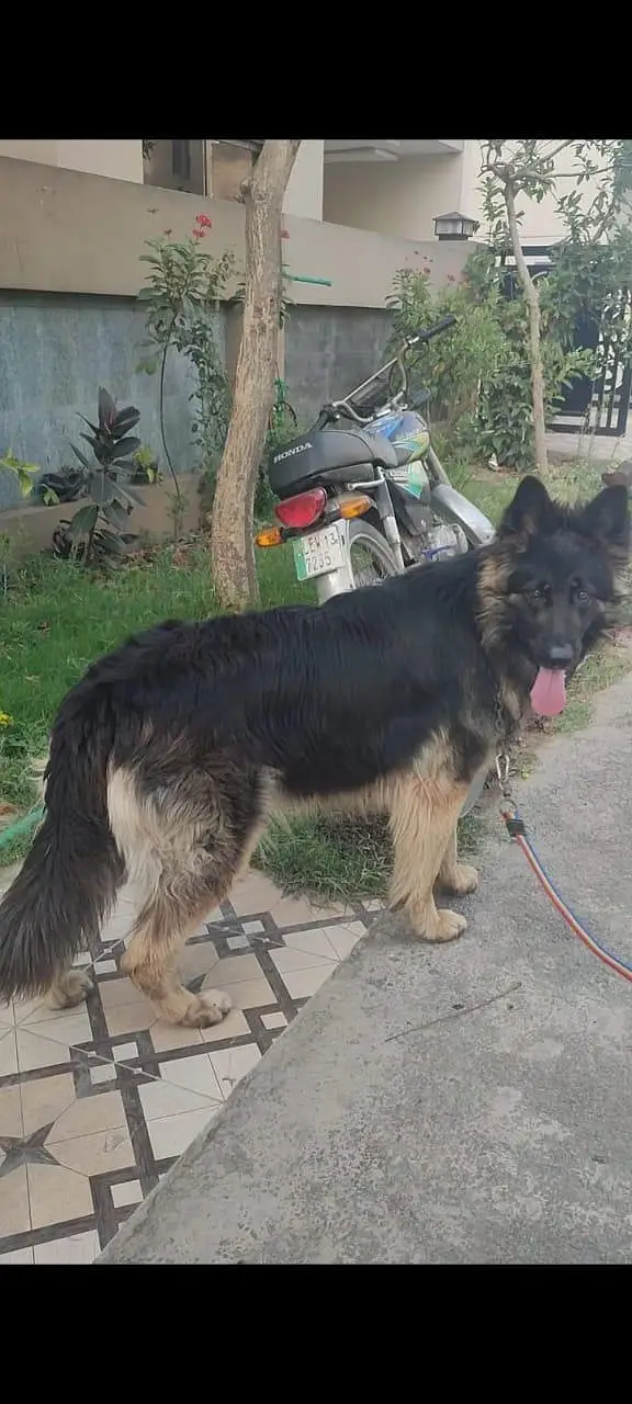 Belgian Shepherd | Triple coat | Non-Pedigree | Ready for breed | — photo 3