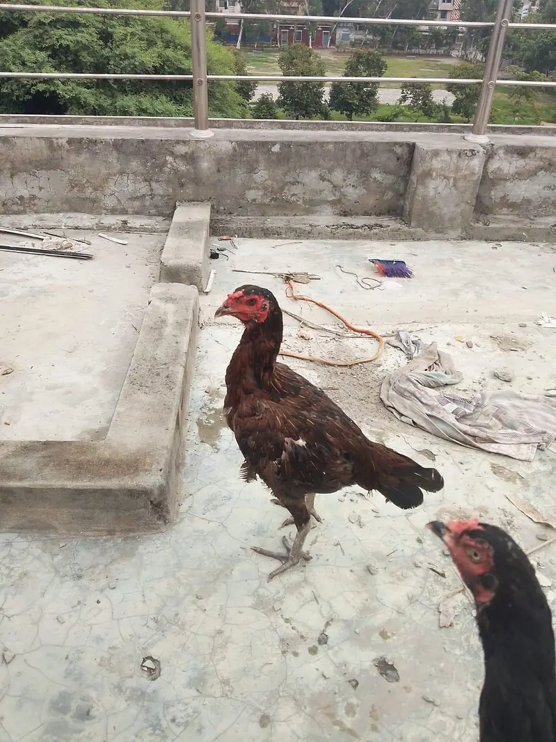 pure Thai female and Thai cross male wastapp 0307 9646724 — photo 4
