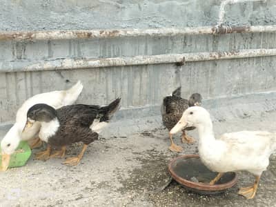 Ducks 2 pairs