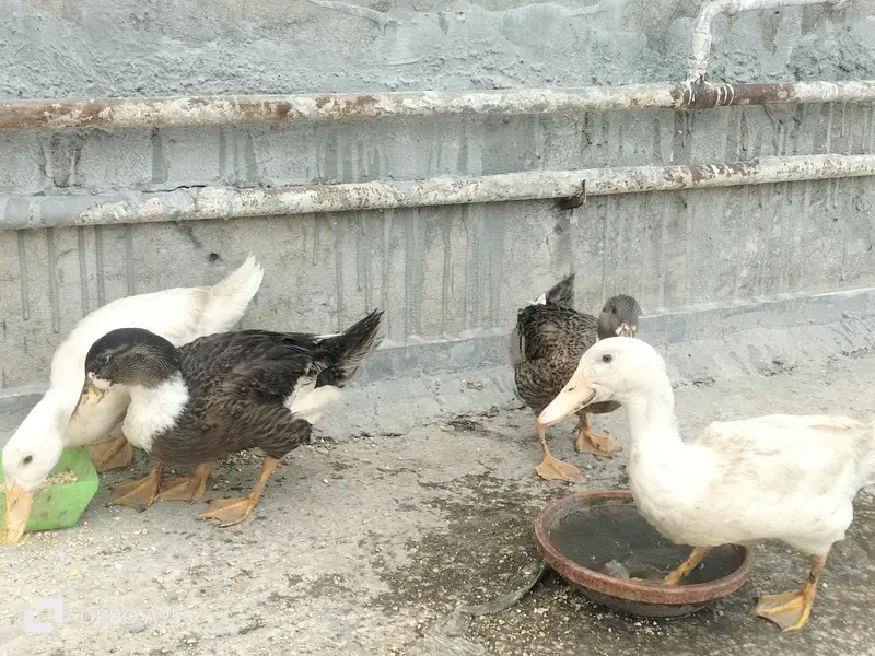 Ducks 2 pairs