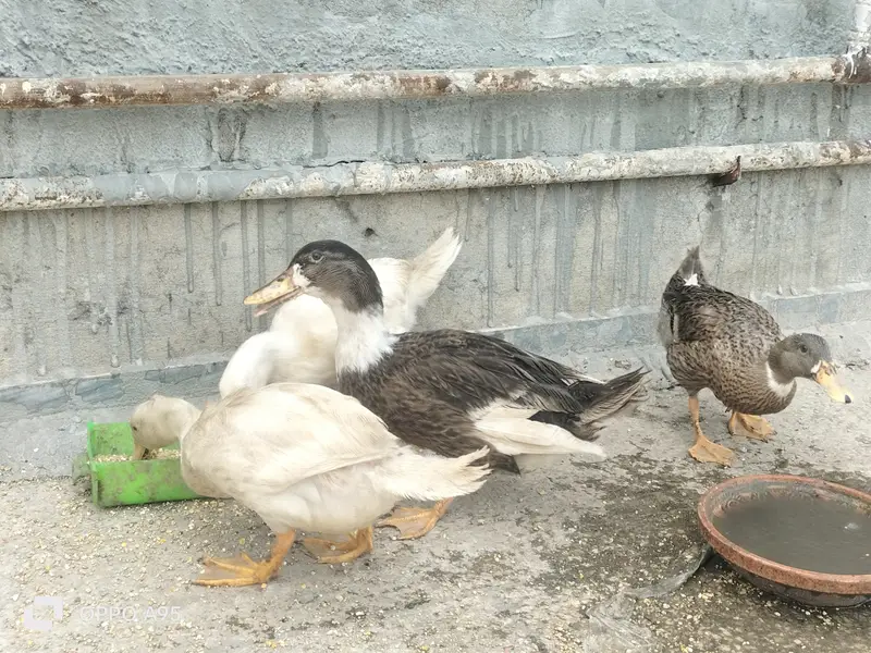 Ducks 2 pairs — photo 2