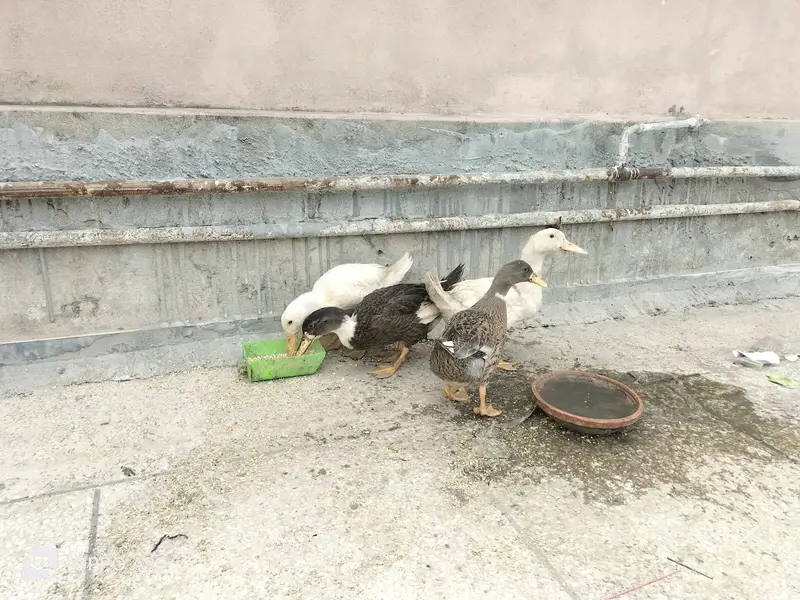 Ducks 2 pairs — photo 3