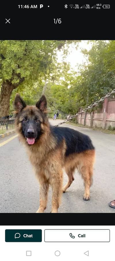 German shepherds  happy Lok dogs.