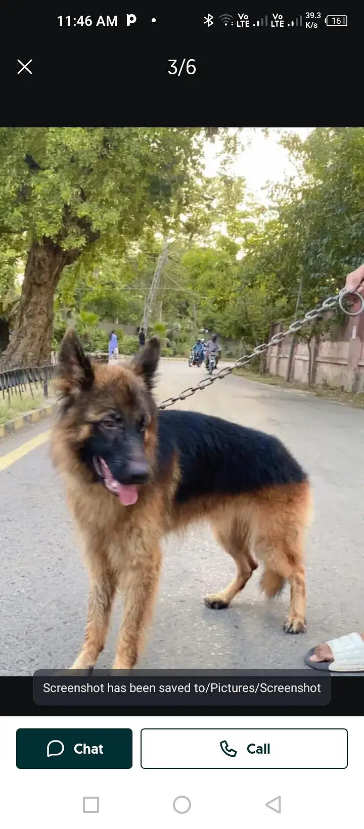 German shepherds  happy Lok dogs. — photo 2