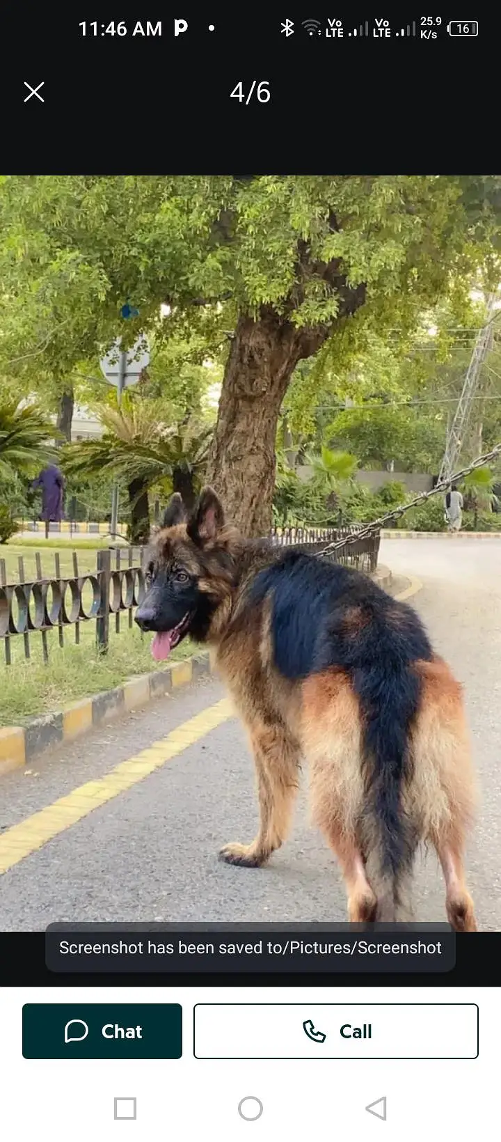 German shepherds  happy Lok dogs. — photo 3