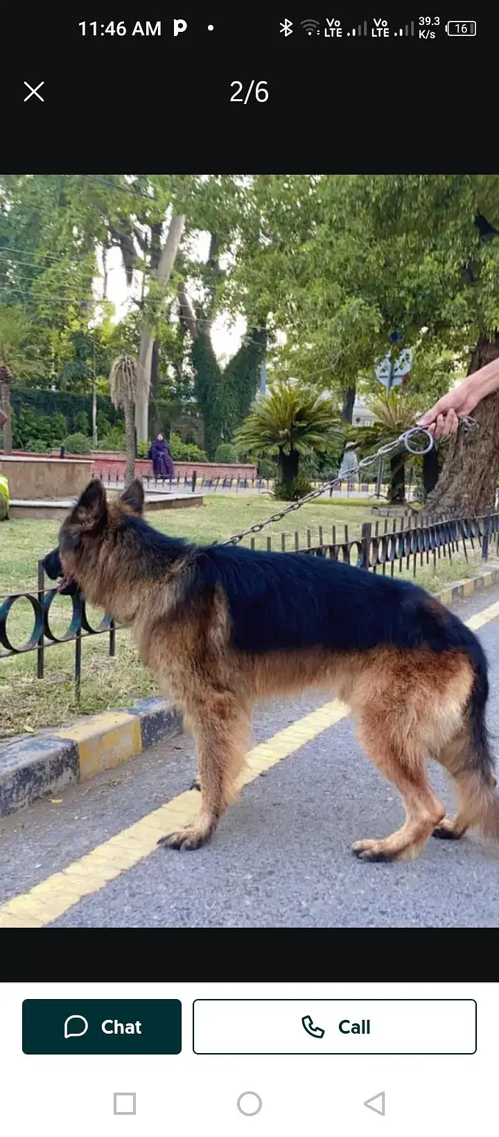 German shepherds  happy Lok dogs. — photo 4