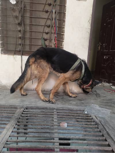 German shepherd urgent sale jisny lyna ha wohi rabta kary