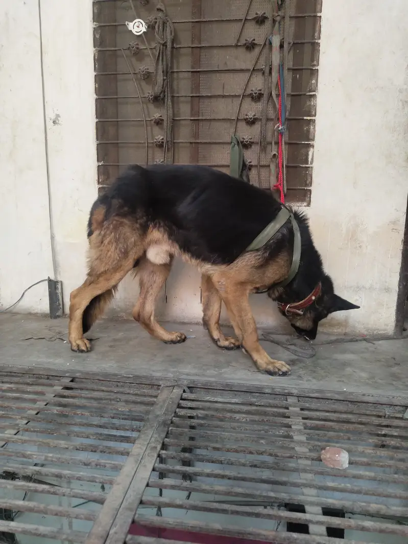 German shepherd urgent sale jisny lyna ha wohi rabta kary — photo 2
