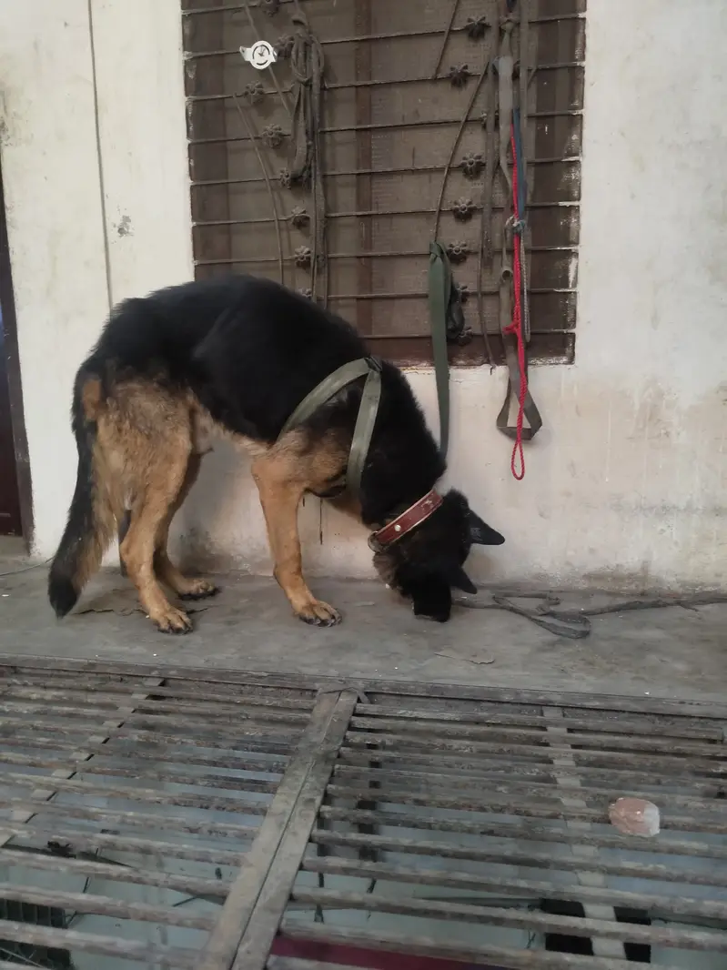 German shepherd urgent sale jisny lyna ha wohi rabta kary — photo 3