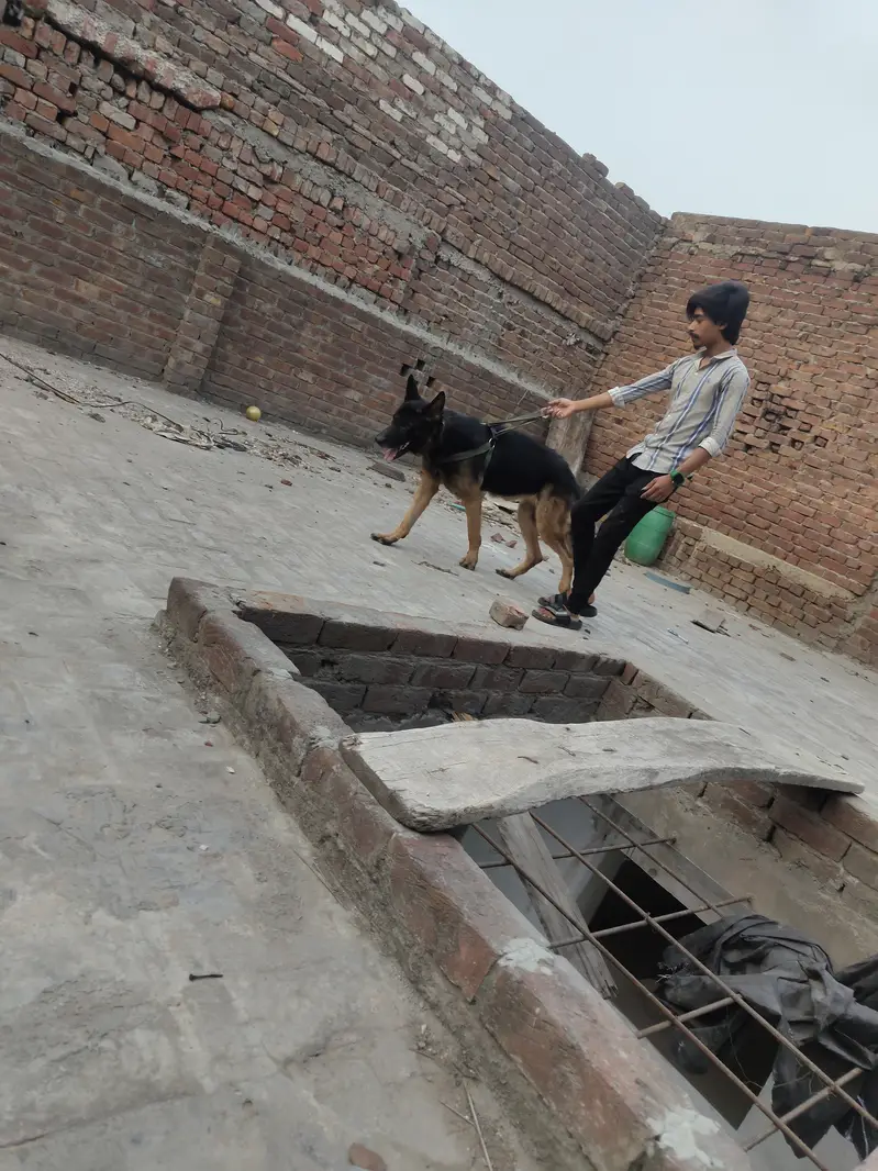 German shepherd urgent sale jisny lyna ha wohi rabta kary — photo 4