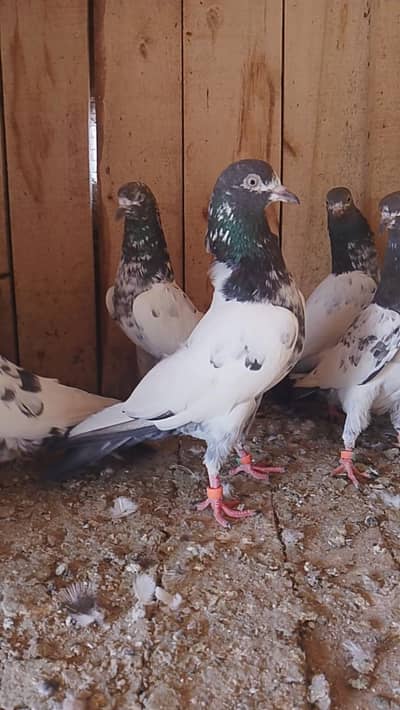 teddy pigeon for sale