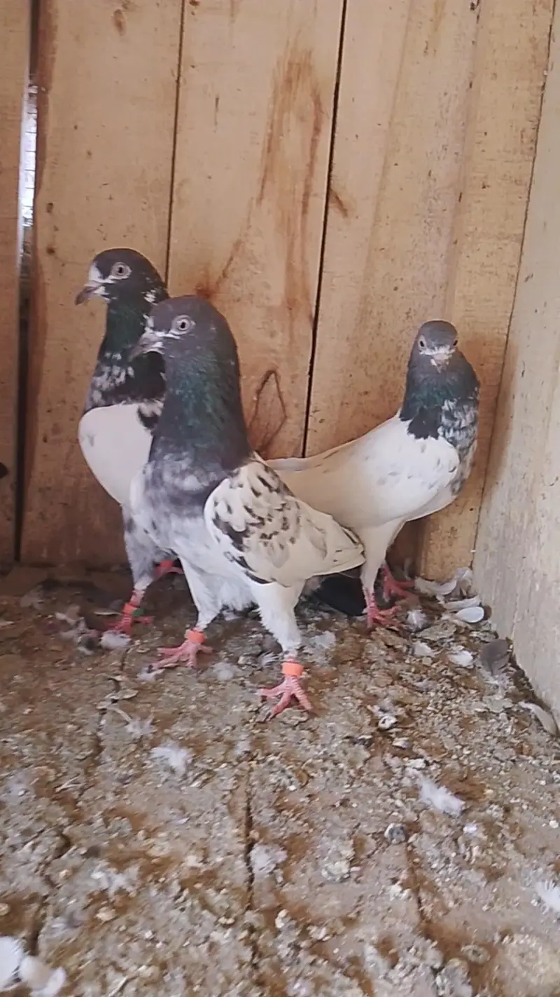 teddy pigeon for sale — photo 2