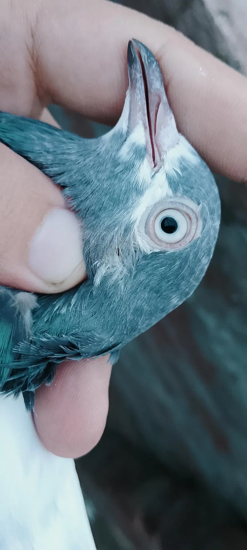 teddy pigeon for sale — photo 3