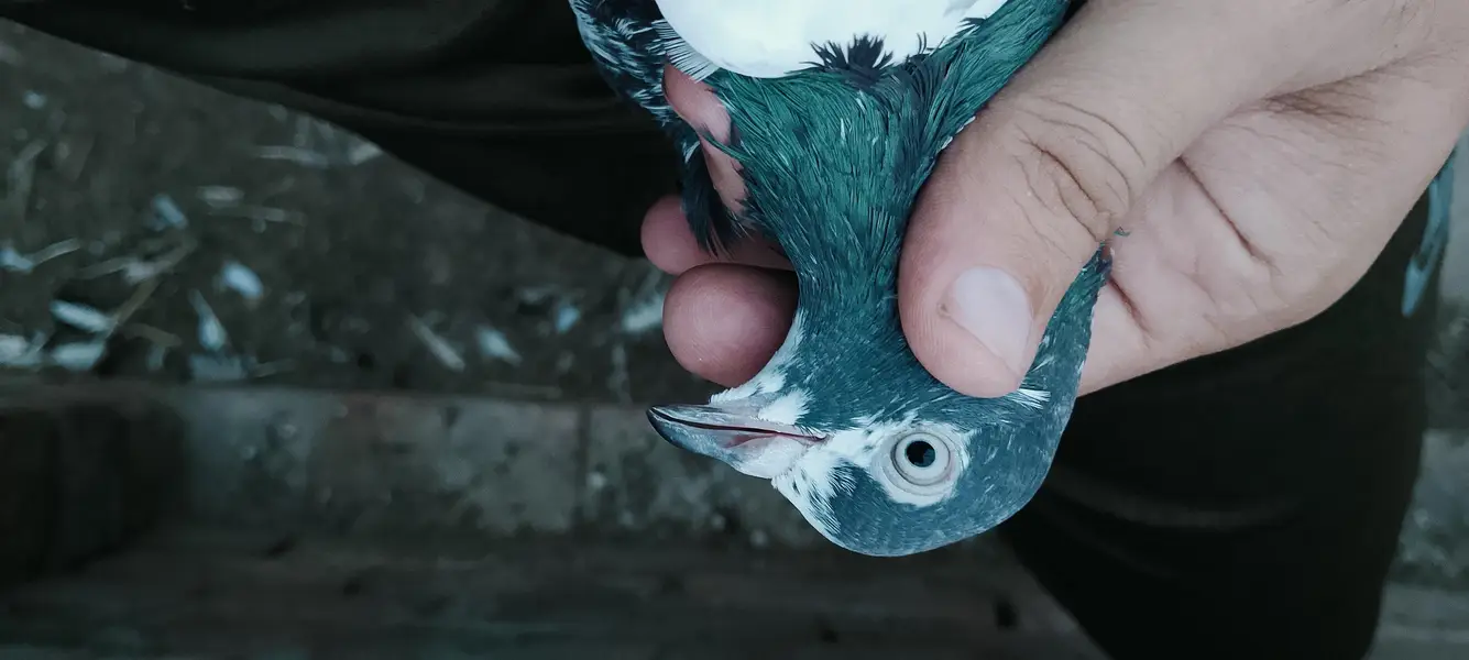 teddy pigeon for sale — photo 4