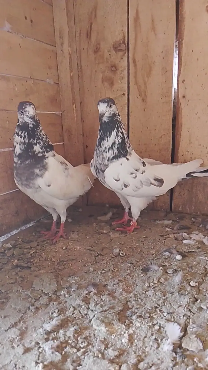 teddy pigeon for sale — photo 6