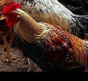 want to sale ,,,homebreed